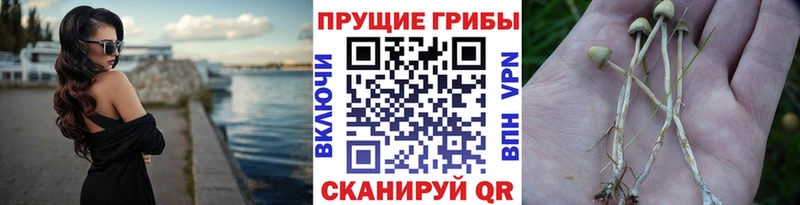 Галлюциногенные грибы Psilocybine cubensis  Ирбит 